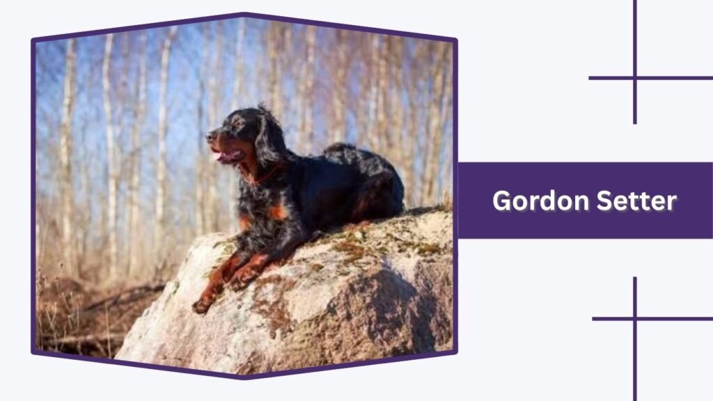 Gordon Setter
