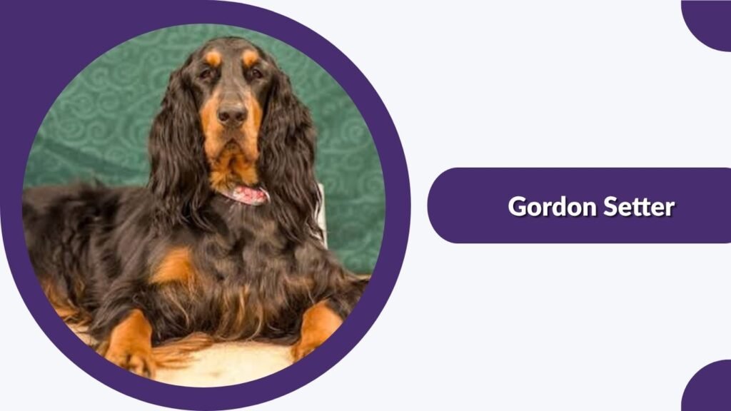 Gordon Setter